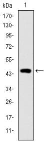TNNI2 Antibody (clone 2F12A8)