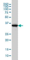 Monoclonal Mouse anti-Human GAPDH Antibody (clone 3C2, WB)