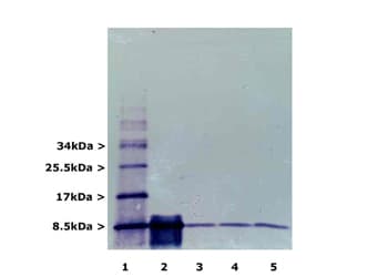 Ubiquitin Antibody (clone Ubi-1-AP)