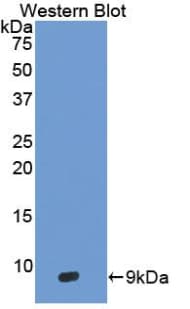 DEFB3 / Beta Defensin 3 Antibody (aa23-67, APC)