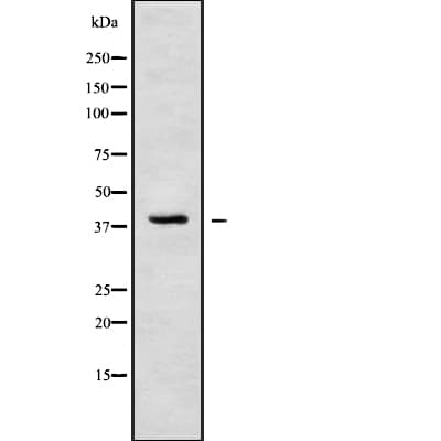 MRGPRF Antibody