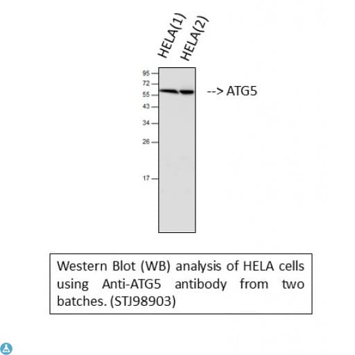 APG5 / ATG5 Antibody