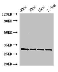 BAS1 Antibody