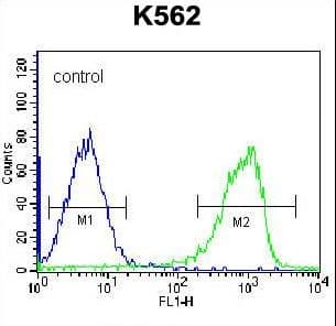 ZNF623 Antibody (aa506-535)