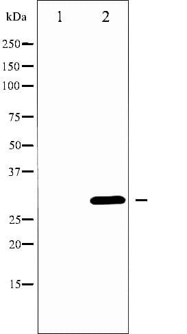 Polyclonal Rabbit anti-Human BCL2L1 / BCL-XL Antibody (phospho-Thr47, IHC, IF, WB)