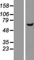 DEPDC7 Protein (Over-Expression Lysate Myc-DDK (Flag))
