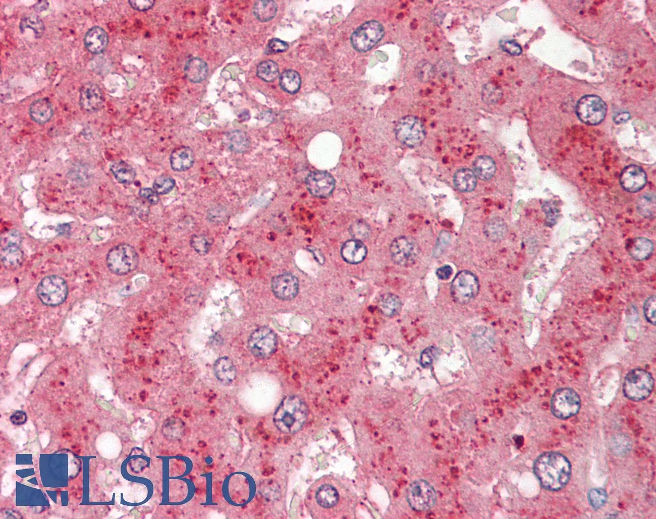 IHC-plus™ Polyclonal Goat anti-Human CFB / Complement Factor B Antibody (IHC)