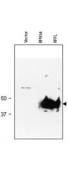 IHC-plus™ RFFL Antibody