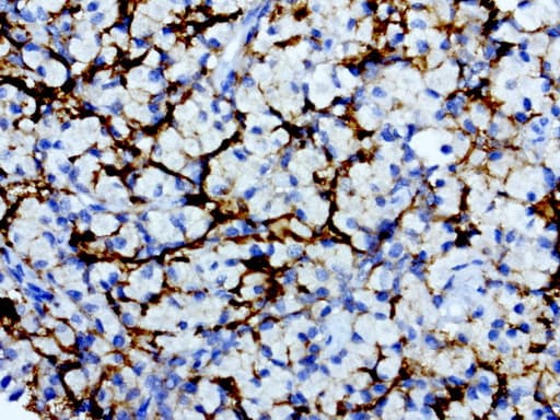 Monoclonal Mouse anti-Human L1CAM Antibody (clone UMAB48, IHC, IF, WB)