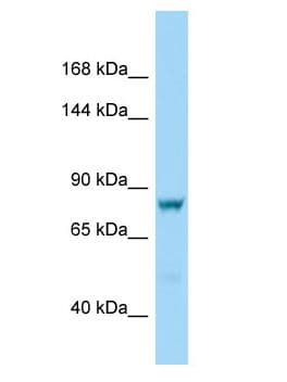 DCDC5 Antibody (aa7-56)