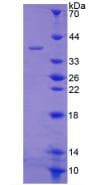Mouse SCG2 / Secretogranin II Protein (Recombinant His, N-Terminal)
