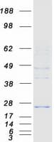 Human FKSG24 / MPV17L2 Protein (Recombinant Myc-DDK (Flag))