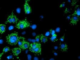 AK4 / Adenylate Kinase 4 Antibody (clone OTI2D1, Carrier-free)