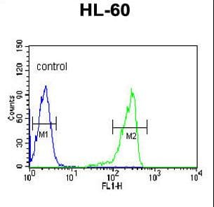 CAPN3 / Calpain 3 Antibody (aa603-632)