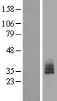 BCL2L12 Protein (Over-Expression Lysate Myc-DDK (Flag))