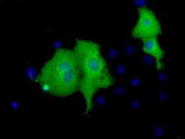 VWA5A Antibody (clone OTI3B2)