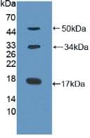 Collagen X Antibody (aa547-680)