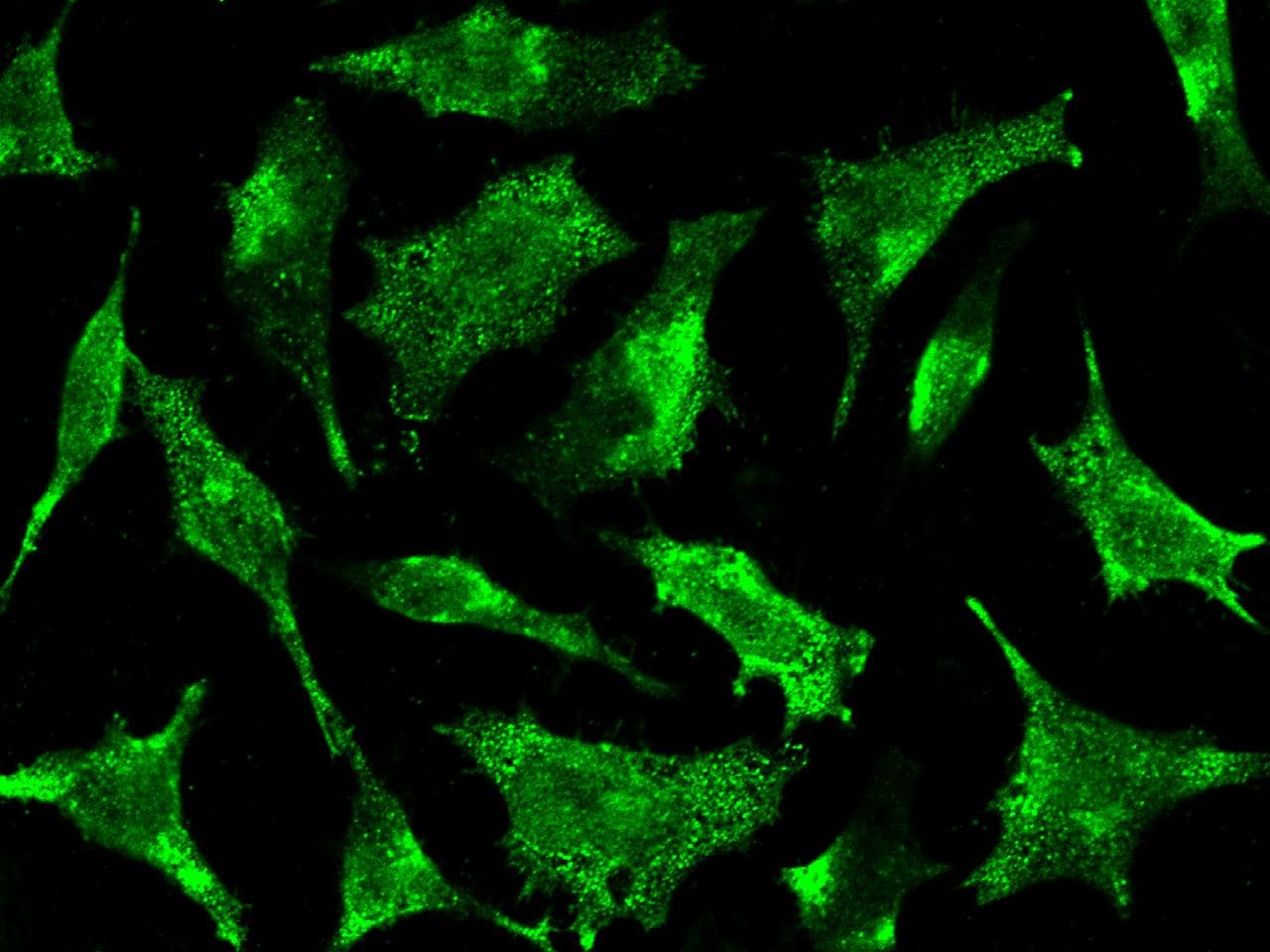 Polyclonal Rabbit anti-Human STX8 / Syntaxin 8 Antibody (Preservative Free, IHC, IF)