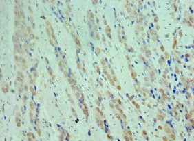 CDK9 Antibody (aa153-372)