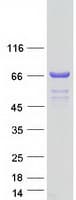Human CSTF2T Protein (Recombinant Myc-DDK (Flag))