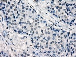 Monoclonal Mouse anti-Human IRF3 Antibody (clone OTI2G3, IHC, IF, WB)