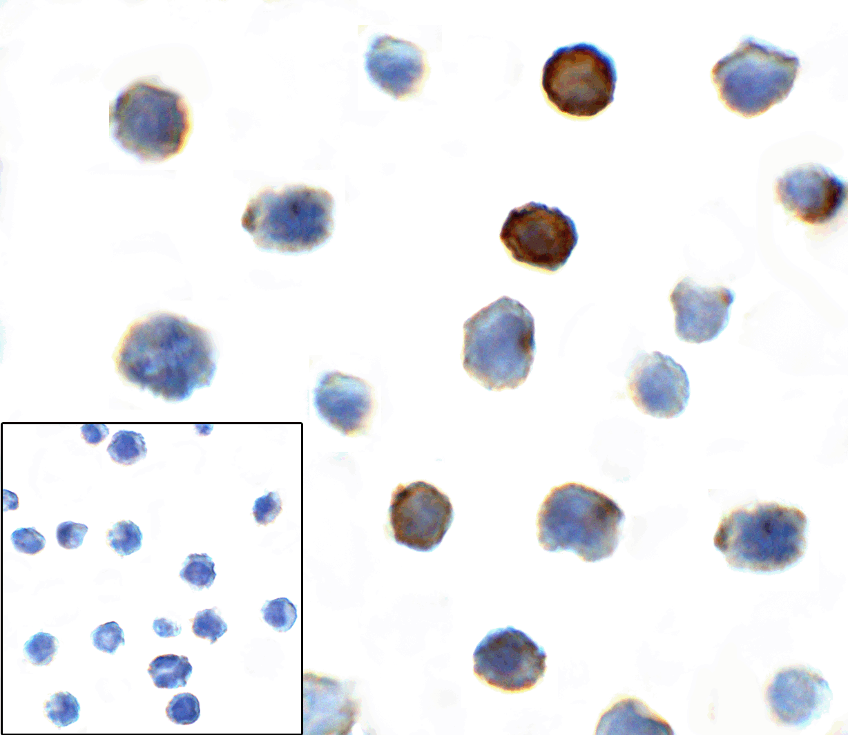 TIGIT Antibody (clone 7.00E+05)