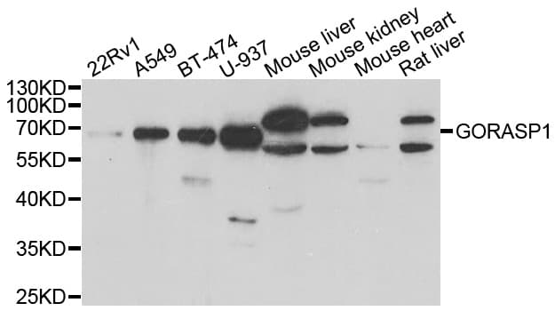 GORASP1 / GRASP65 Antibody