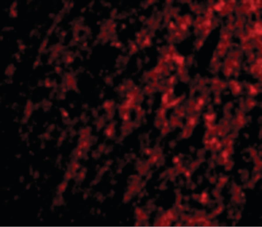 IHC-plus™ APG12 / ATG12 Antibody