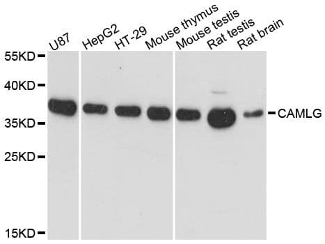 CAMLG / CAML Antibody