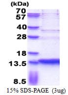 Human SERF2 Protein (Recombinant His)