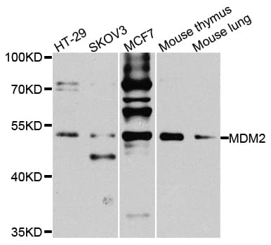 MDM2 Antibody