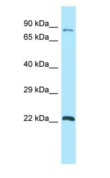 GPSM1 / AGS3 Antibody (aa444-493)