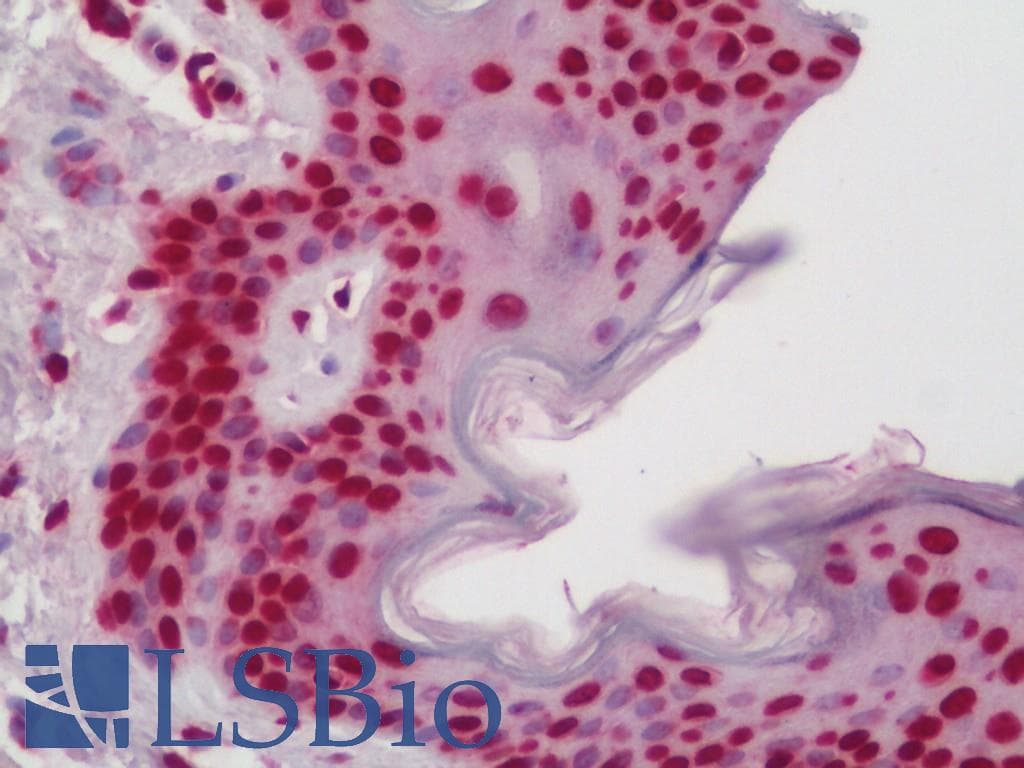 IHC-plus™ Polyclonal Rabbit anti-Human TCEB3 / Elongin A Antibody (aa131-180, IHC, WB)