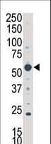 SGK3 Antibody (aa1-30)