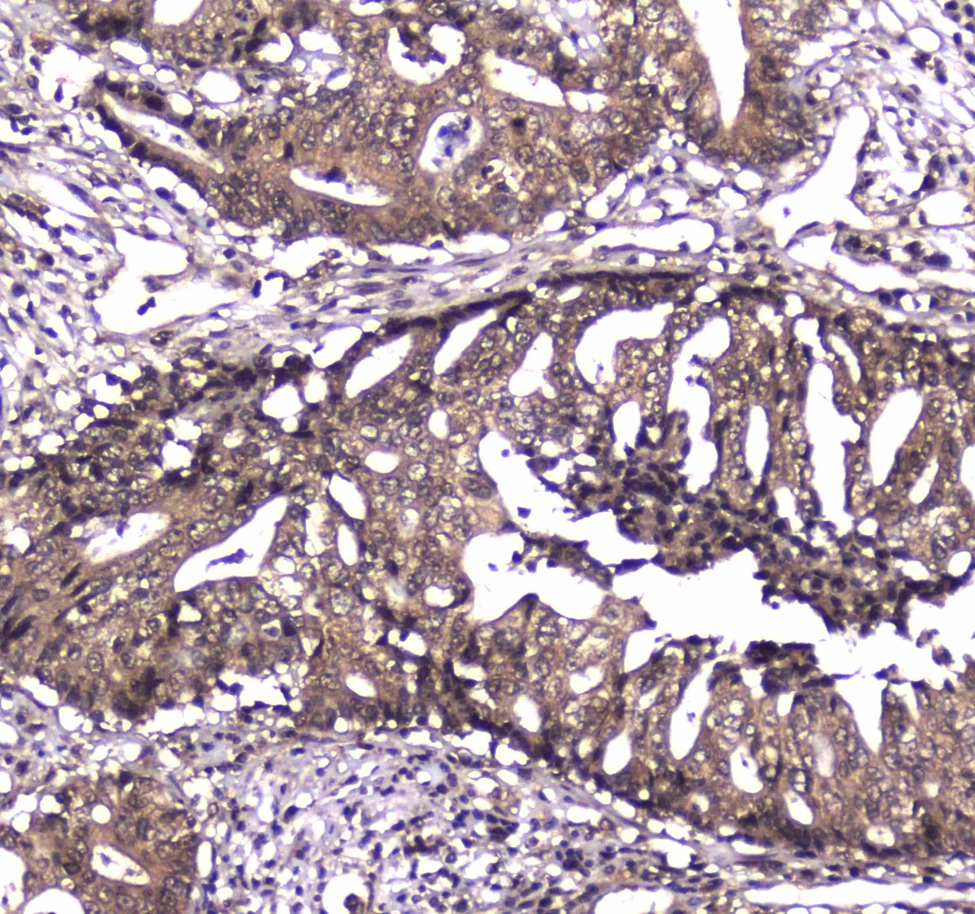 CASP4 / Caspase 4 Antibody