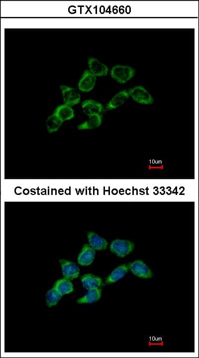 DDAH1 Antibody (aa223-285)