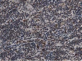 NT5DC1 Antibody (clone OTI2A1)