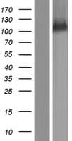 SRBD1 Protein (Over-Expression Lysate Myc-DDK (Flag))
