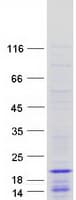 Human HIST1H2BO Protein (Recombinant Myc-DDK (Flag))