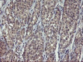 CLEC4E / MINCLE Antibody (clone OTI2H4, Carrier-free)