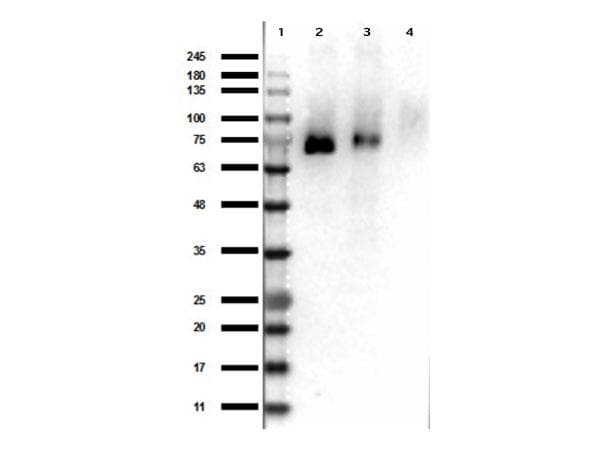MST1R / RON Antibody (phospho-Tyr1353)