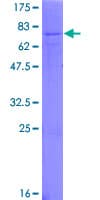 Human TGFB2 / TGF Beta2 Protein (Recombinant GST)