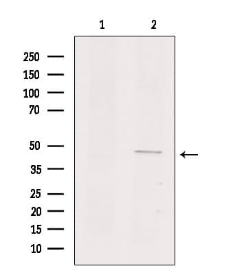 GPR135 Antibody