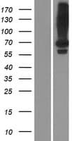 Human LRIT2 Protein (Over-Expression Lysate Myc-DDK (Flag))