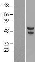 POU2F3 / PLA-1 Protein (Over-Expression Lysate Myc-DDK (Flag))
