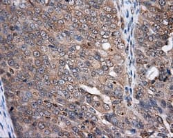 NPR3 Antibody (clone OTI11B5)