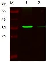 F3 / CD142 / Tissue factor Antibody (clone 3A5-D6-D9-D4-F9, Preservative Free)