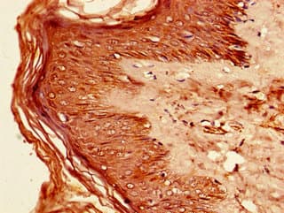 Polyclonal Rabbit anti-Human IRF7 Antibody (IHC, IF)