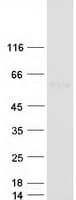 Human TGFB2 / TGF Beta2 Protein (Recombinant Myc-DDK (Flag))