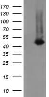 CATIP / C2orf62 Antibody (clone OTI2C6)